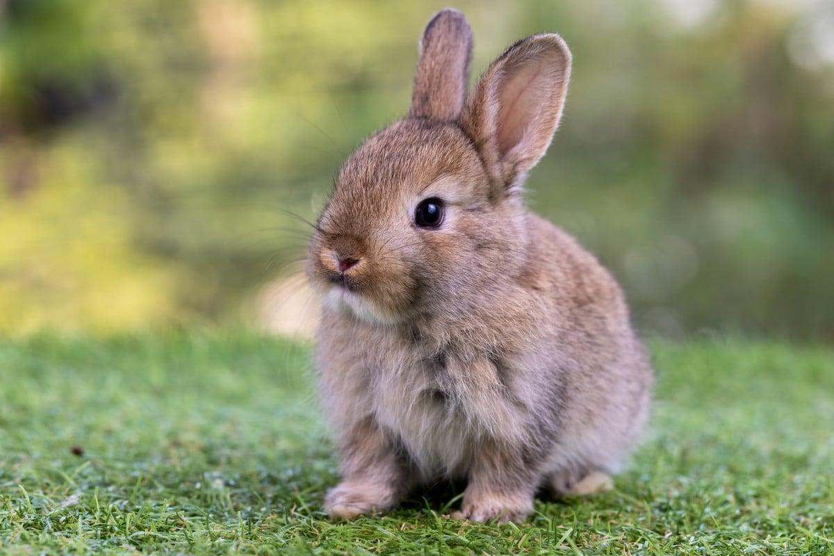 Que mange un lapin sauvage