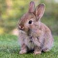 Que mange un lapin sauvage